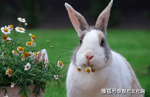 属鸡的今年多大_属兔人今年_属鼠的今年多大