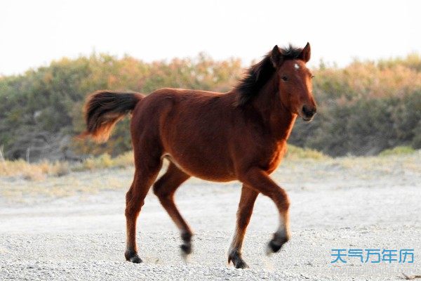 属牛的年份_属马的年份_属猪的出生年份