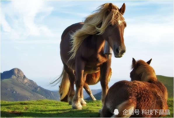 属马的年份_属猪的出生年份_属牛的年份