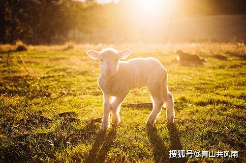 猪配生肖羊很好，两人很般配。很是般配