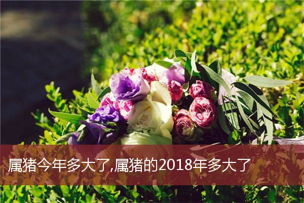 2017年不同年份属猪的人，虚岁虚岁107岁