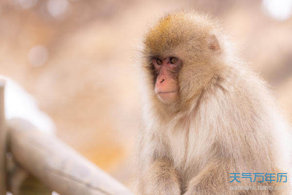 属猴的人的婚姻与命运怎麽样