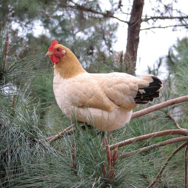 倪方六风水堂：传统十二生肖中的“犬”