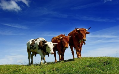属牛农历几月出生最有福、什么、最好？