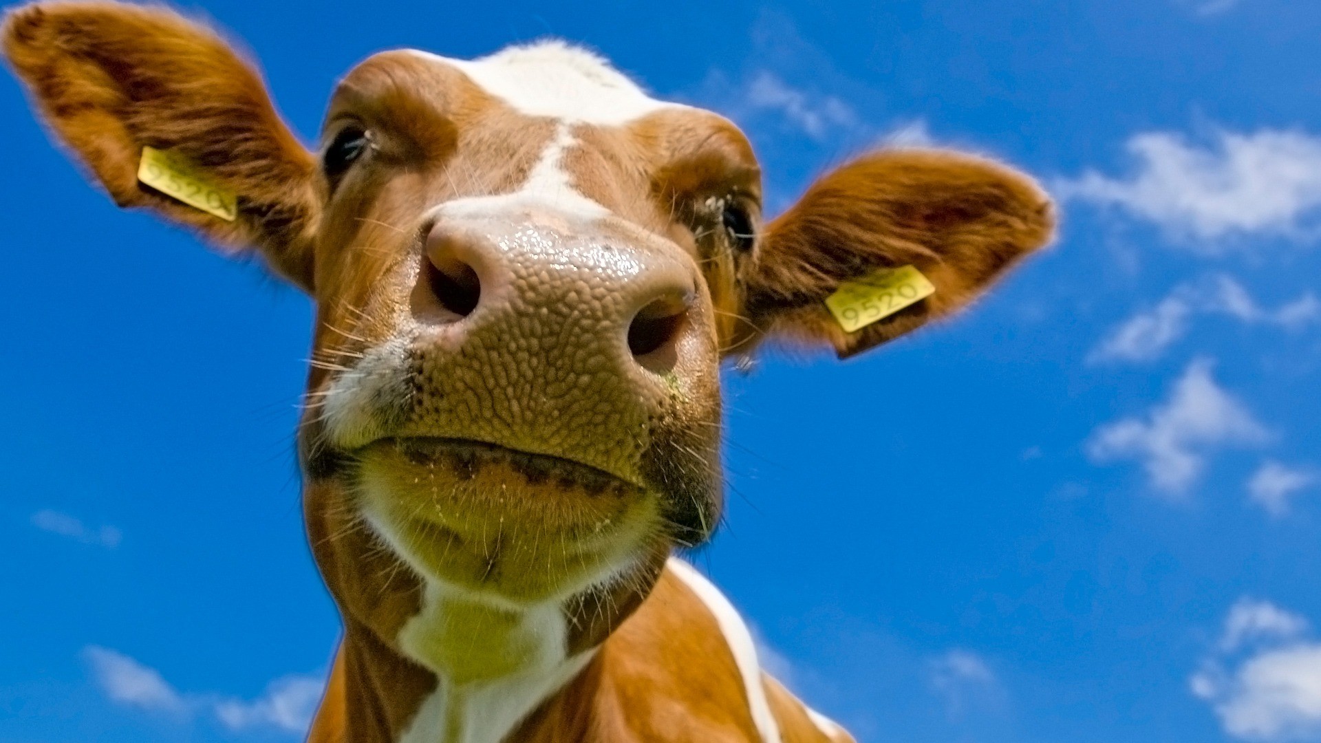属牛农历几月出生最有福、什么、最好？