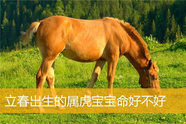 生肖爸爸适合生什么属相的孩子?有你吗?