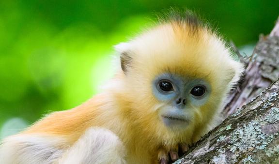 属猴的今年多大（周岁），看看你是哪种？