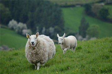 2023属羊的全年运势 运势发展比较平缓