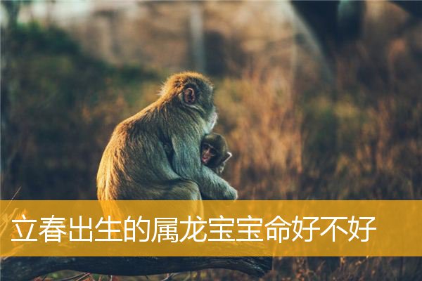 春节出生的孩子是龙宝宝吗？专家和公众看法不一